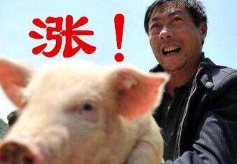 8月下旬猪价上涨，生猪出栏和盈利情况如何分析？