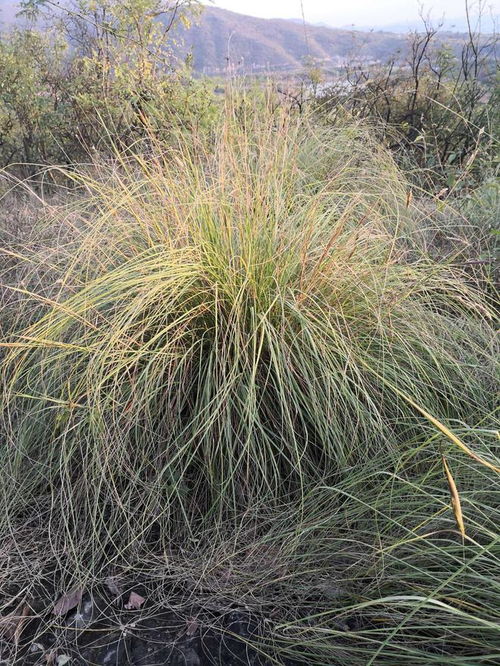 龙须草泡水喝有什么具体功效和作用？