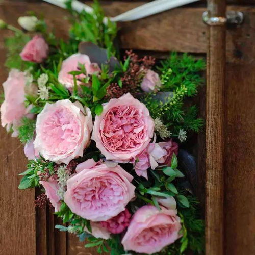 爱与和平月季：杂交茶香月季， 大花，花瓣内部金黄色，边缘粉红色