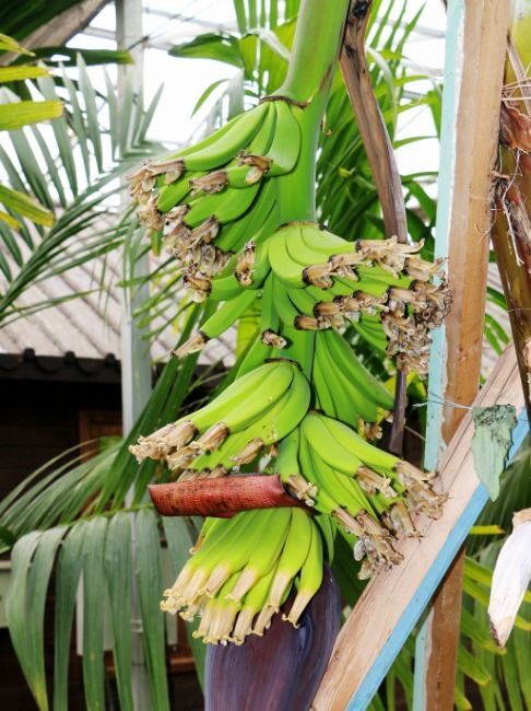 香蕉树的生长情况