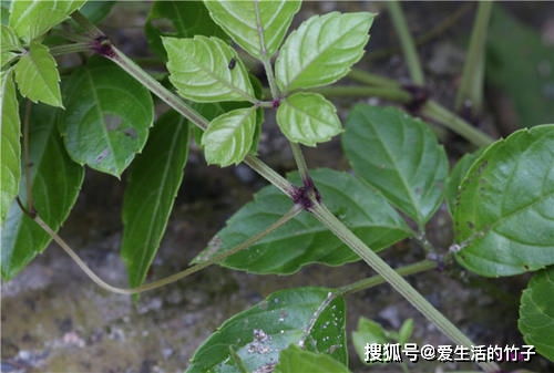 乌蔹莓的药用价值有哪些？详细解析其功效与作用