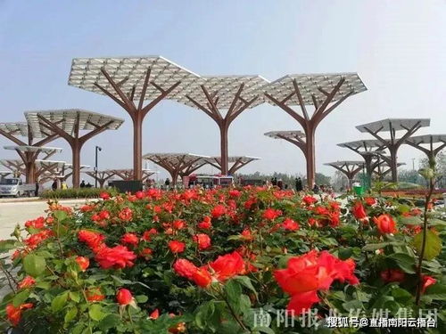 世界月季博览会， 南阳的骄傲