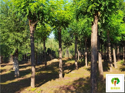 华北地区香花槐的种植环境