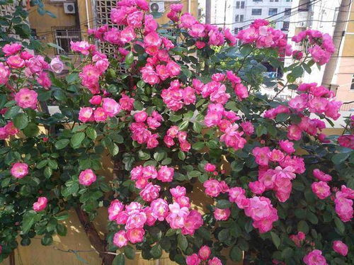 藤本月季的浪漫之旅