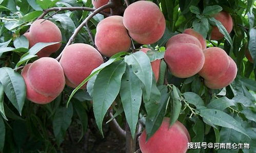 桃子膨大期通常在5月至7月，此时果实迅速增大