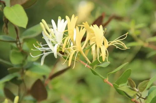 菊花去火？金银花更佳