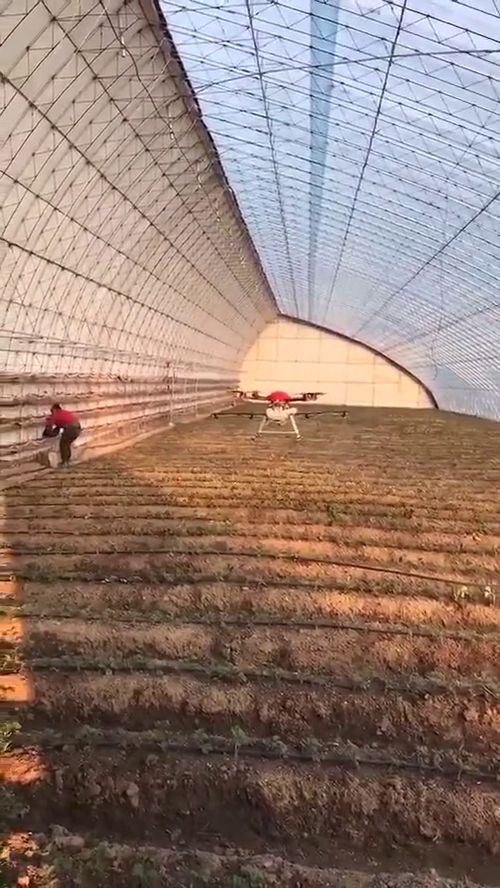 大棚喷农药的时机揭秘