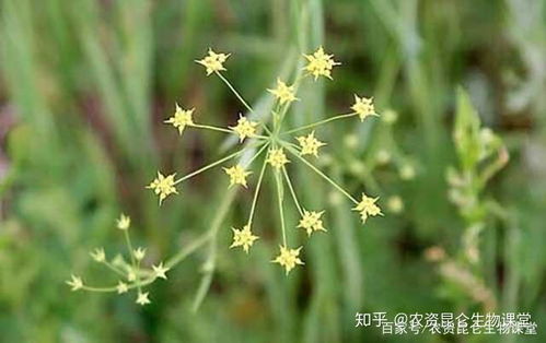 柴胡底肥施什么肥料？追肥时应该使用哪种肥料