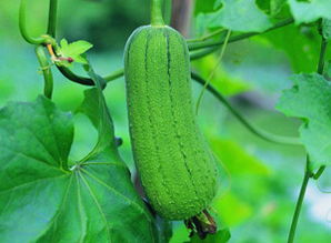 太原七月种植蔬菜攻略，新手必堪！