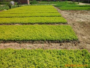 经济实惠, 性价比高