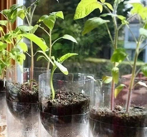 其他养护小贴士