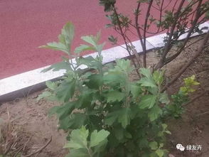 菊花枯萎了是浇水过多还是病虫害
