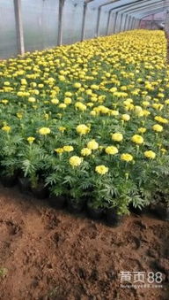 青州孔雀草种子：播种的秘密