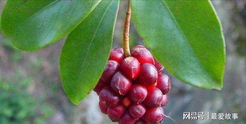 五味子果实籽种植秘籍：从种子处理到南北差异全解析