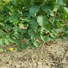 裂壳沙藏法：快速育苗的秘密武器