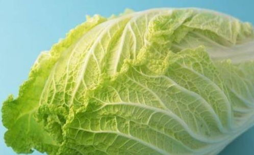 白菜种植的最佳时间和方法是什么？适合我国北方冬季种植的品种有哪些