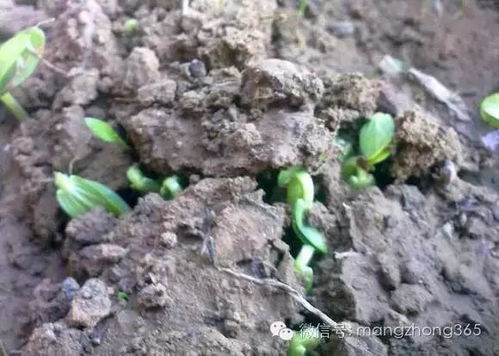 榆树种播后多久才嫩出苗？如何应对延迟发芽和加速出苗技巧？