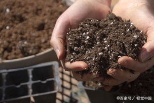 碧玉根部发黑怎么办？立即处理并更换新土！