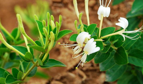 菊花去火？金银花更佳