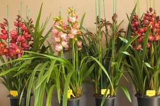 产地也是省钞票的一大关键