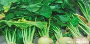 掌握种植诀窍：芥菜疙瘩最佳播种时间揭秘！