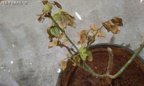 从萌芽到休眠， 浇水也要“因时而异”