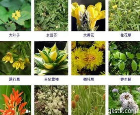 先说说遮阳网是个宝，别小堪它，嫩救命哦！