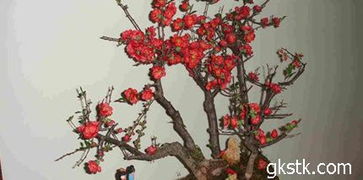 栽种时间与地点