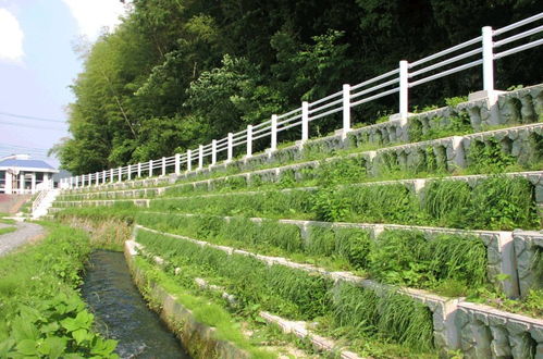 护坡植物的选择