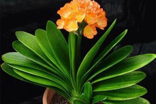 精致小巧又好养的小型花草品种推荐