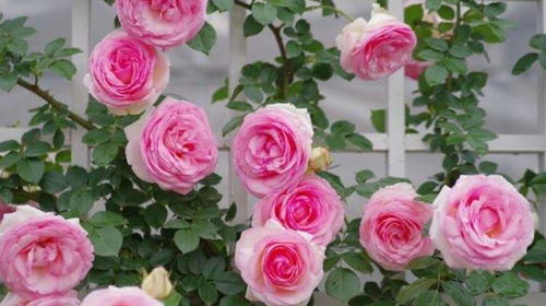 阳光充足是关键