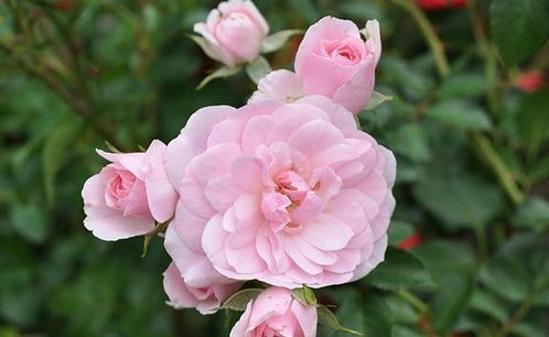 guan与猩红伯尼卡月季的花期，你了解多少？