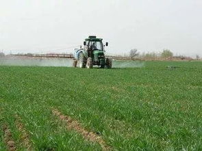 草甘膦Neng除哪些作物和杂草？