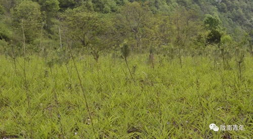 柴胡种植技术核心：如何科学施肥提高亩产量