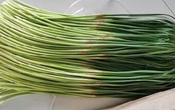 四、大蒜的收获后管理