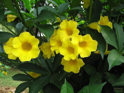 开花前， 浇水要谨慎