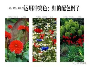 花与植物颜色匹配的秘诀是了解色彩搭配原理