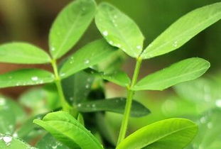 植株早衰，是啥意思？