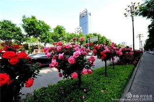 月季， 这座城的灵魂