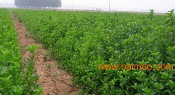 桃叶卫矛， 绿意盎然的守护神