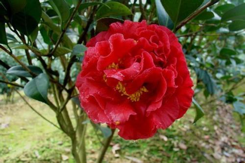 茶花品种