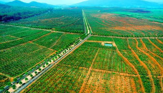 2020年巨变：苗木行业加速大洗牌