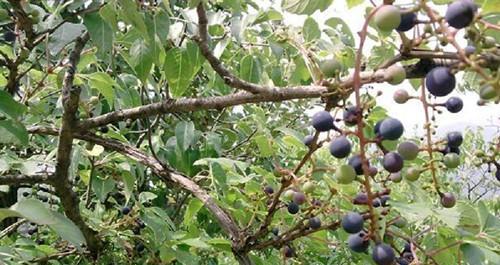 枣树病虫害防治大揭秘