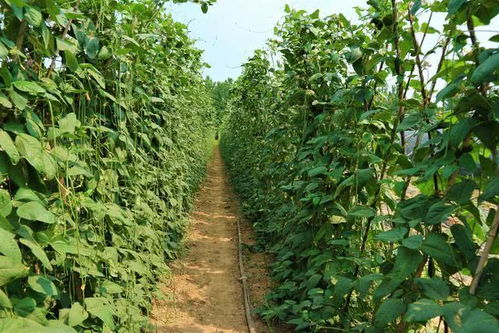 采山货的季节和注意事项