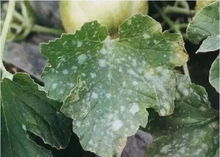 病害传播途径多， 雨水气流昆虫dou帮忙