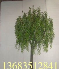 黑松树的珍贵之处