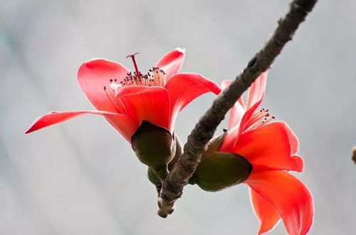 木棉花，盛放于春