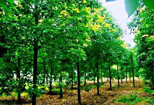 高温下的挑战：香樟树播种的三个矛盾