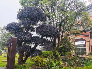 红花檵木：耐寒耐高温的庭院植物