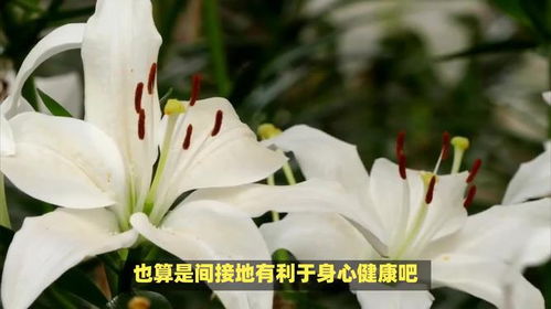 百合花的花语与寓意究竟有哪些，能否详细解释一下